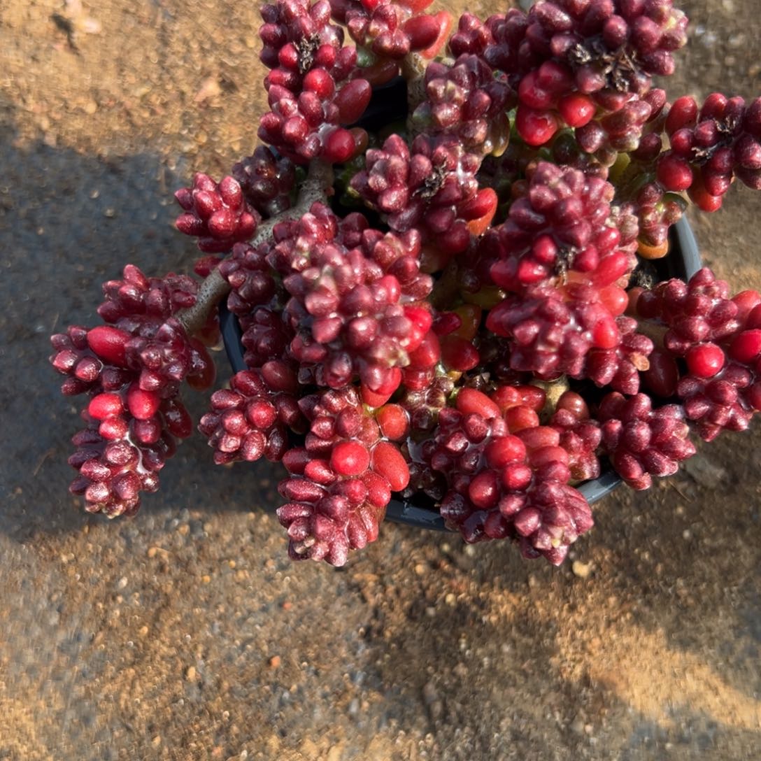 多婆婆植物营养液我哦我