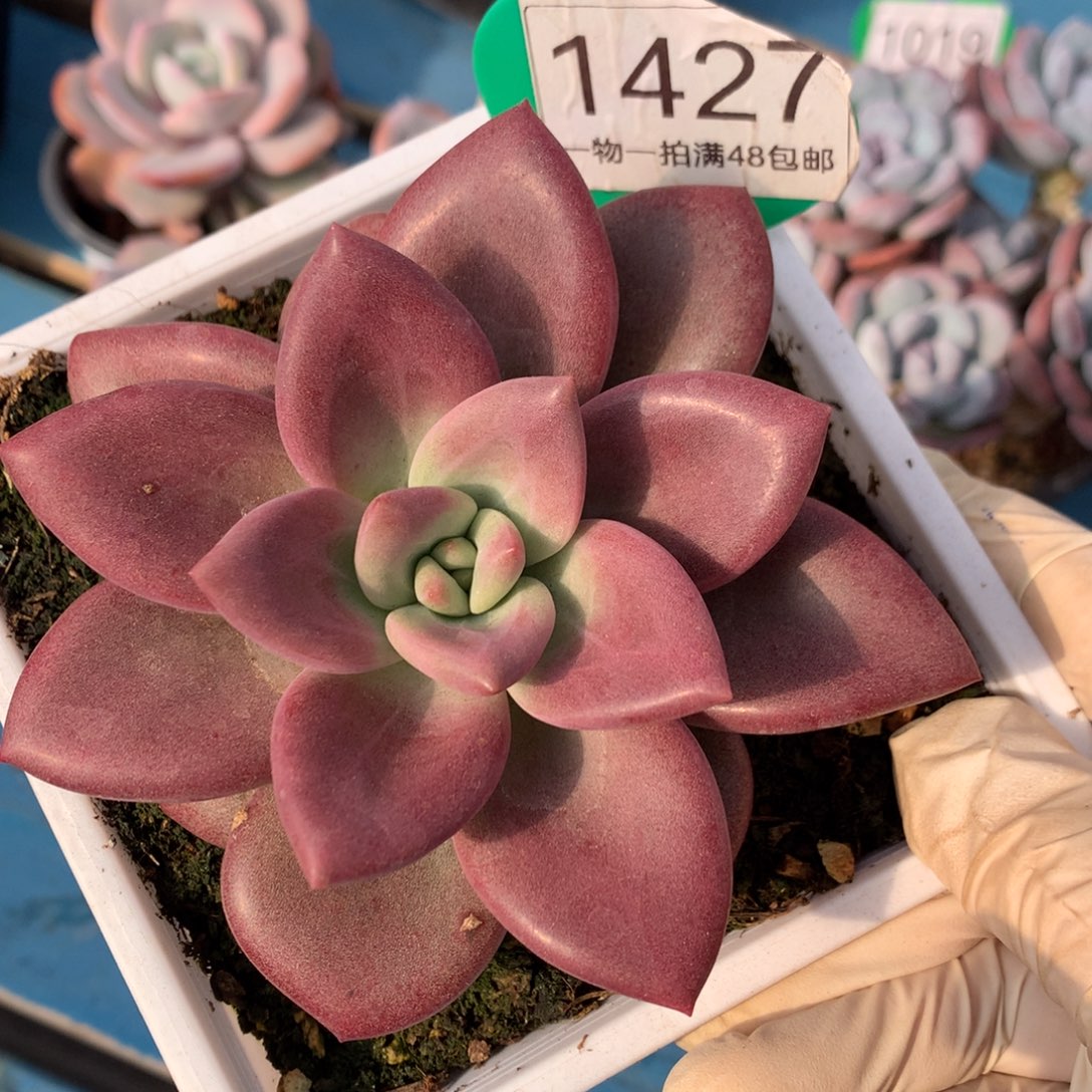 赫本鲁斯单头一物一拍1427