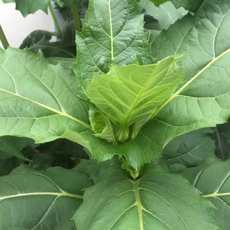 百萌串叶松香草种籽四季多年生耐寒高产牧草种子猪牛羊鹅畜禽牧草