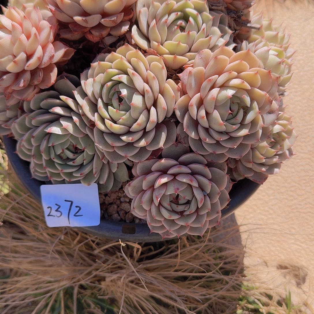 修*2372本巴多肉植物