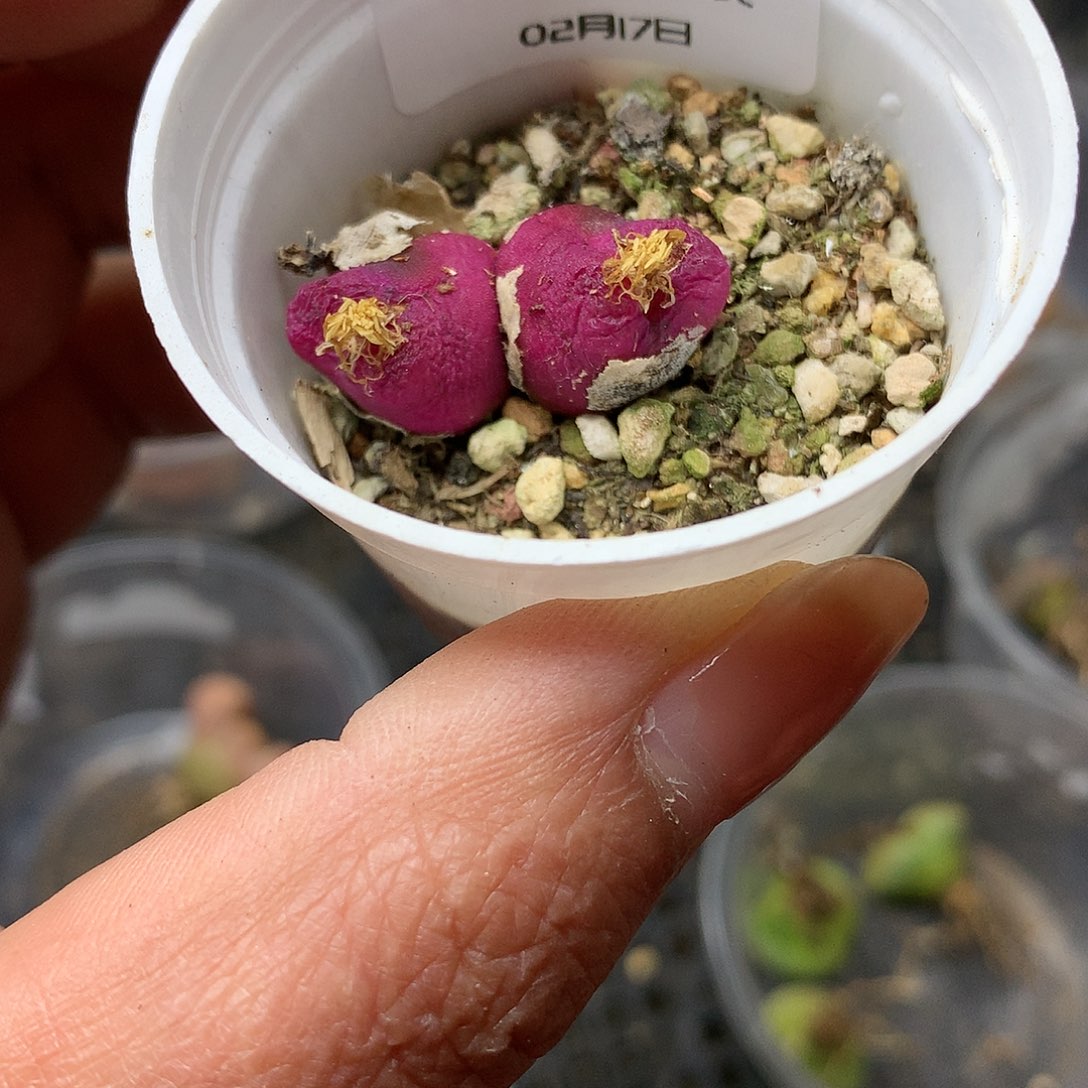 W339多肉植物保护研究所