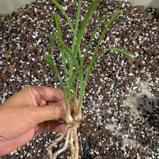 完全开放冠神两个新苗