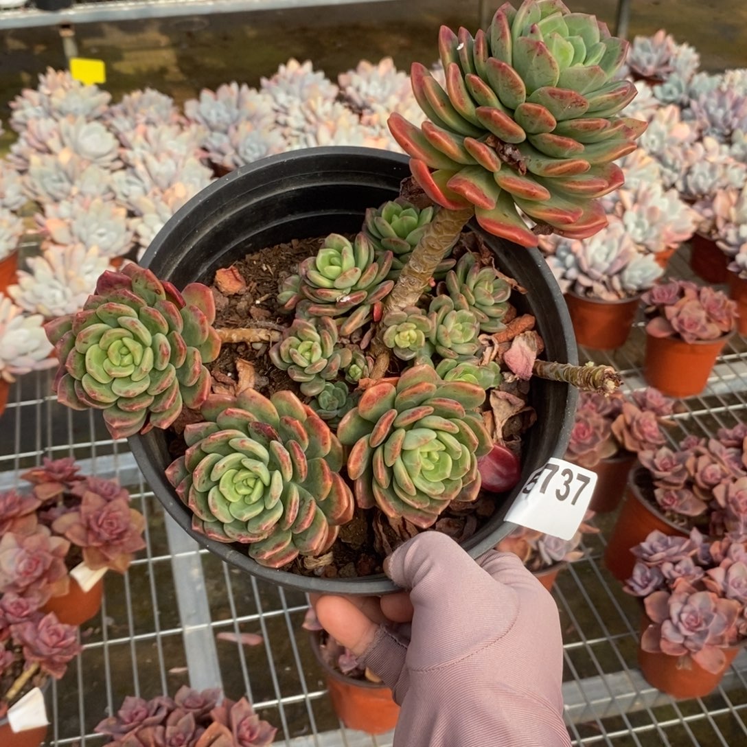 5737不知名一物一拍（有瑕疵不售后）