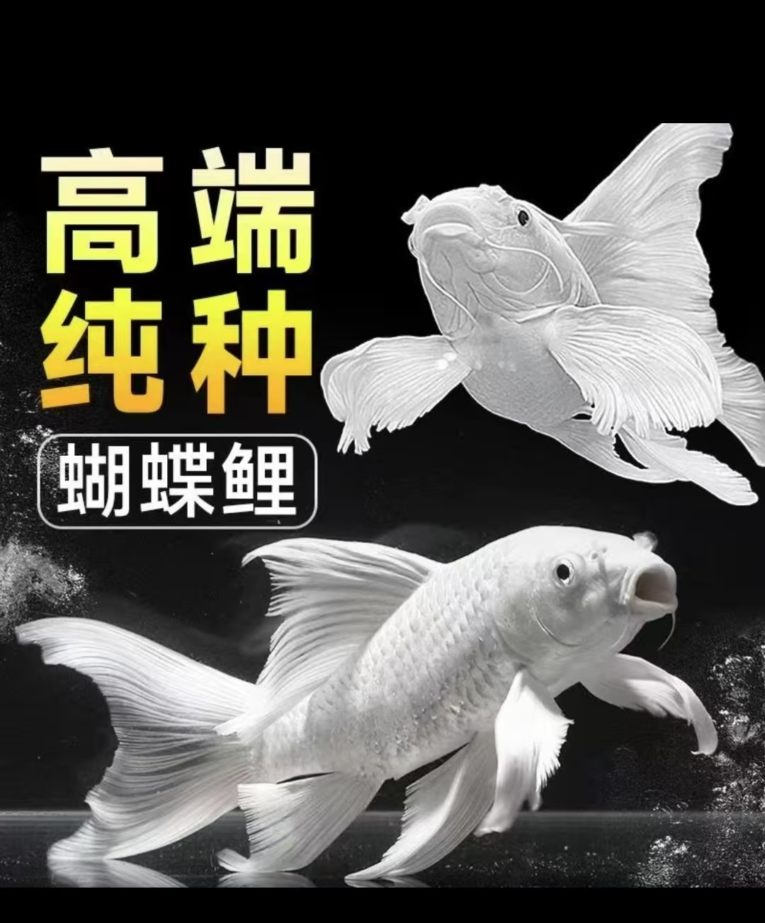 蝴蝶鲤鱼精品纯种台系赛级普身观赏鱼混养养鱼活体饲养发货