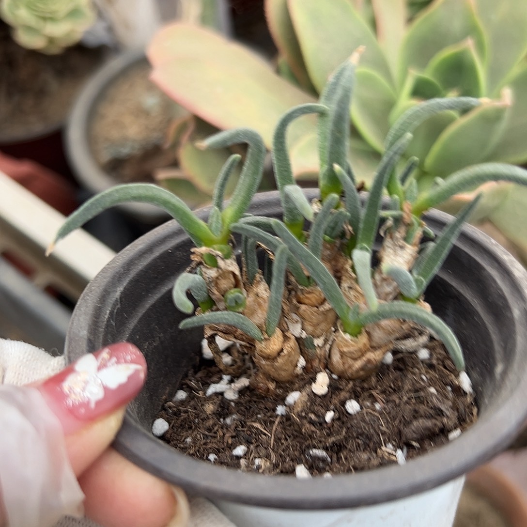 多肉植物碧光环兔子