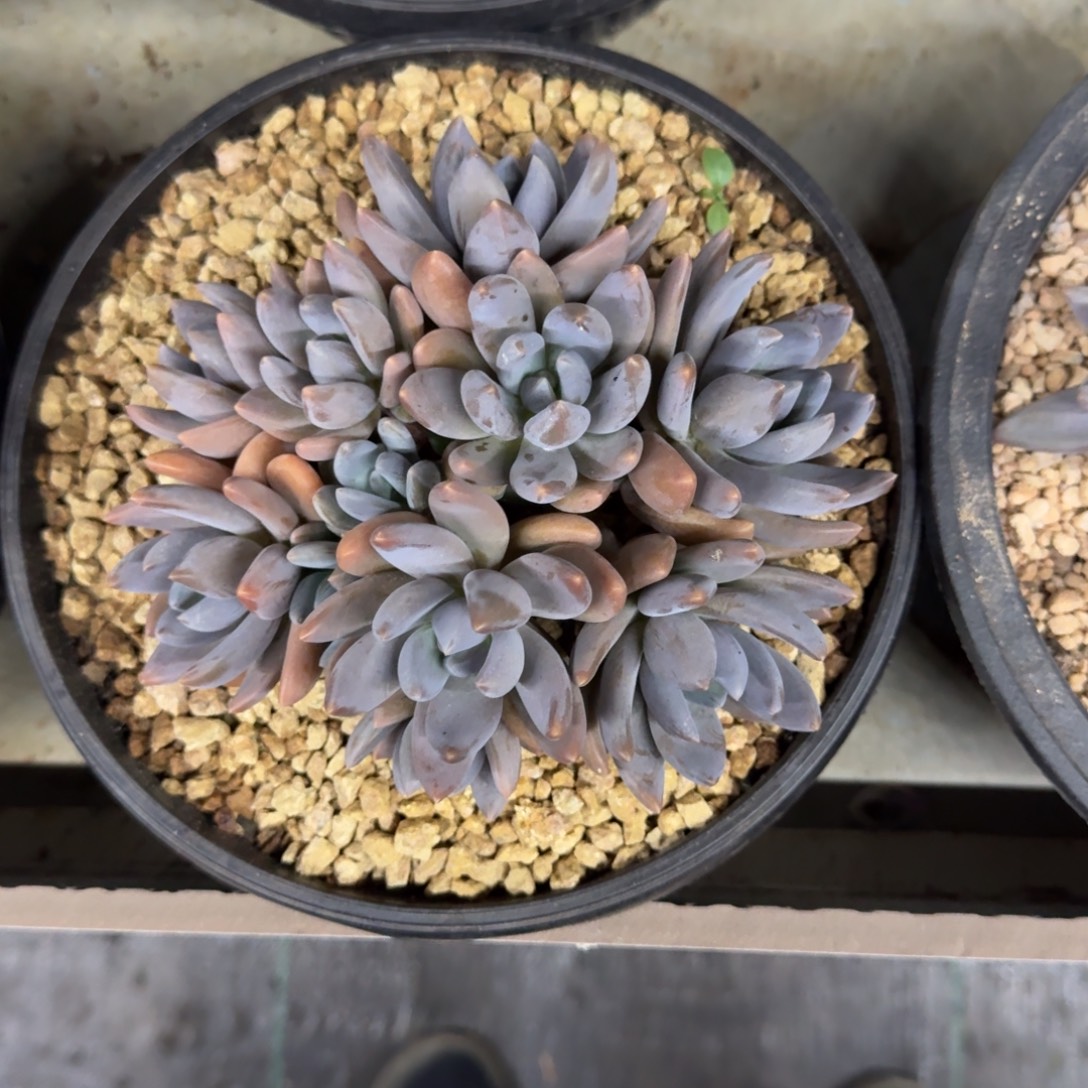 黑加仑 紫丽殿 群生 一物一拍