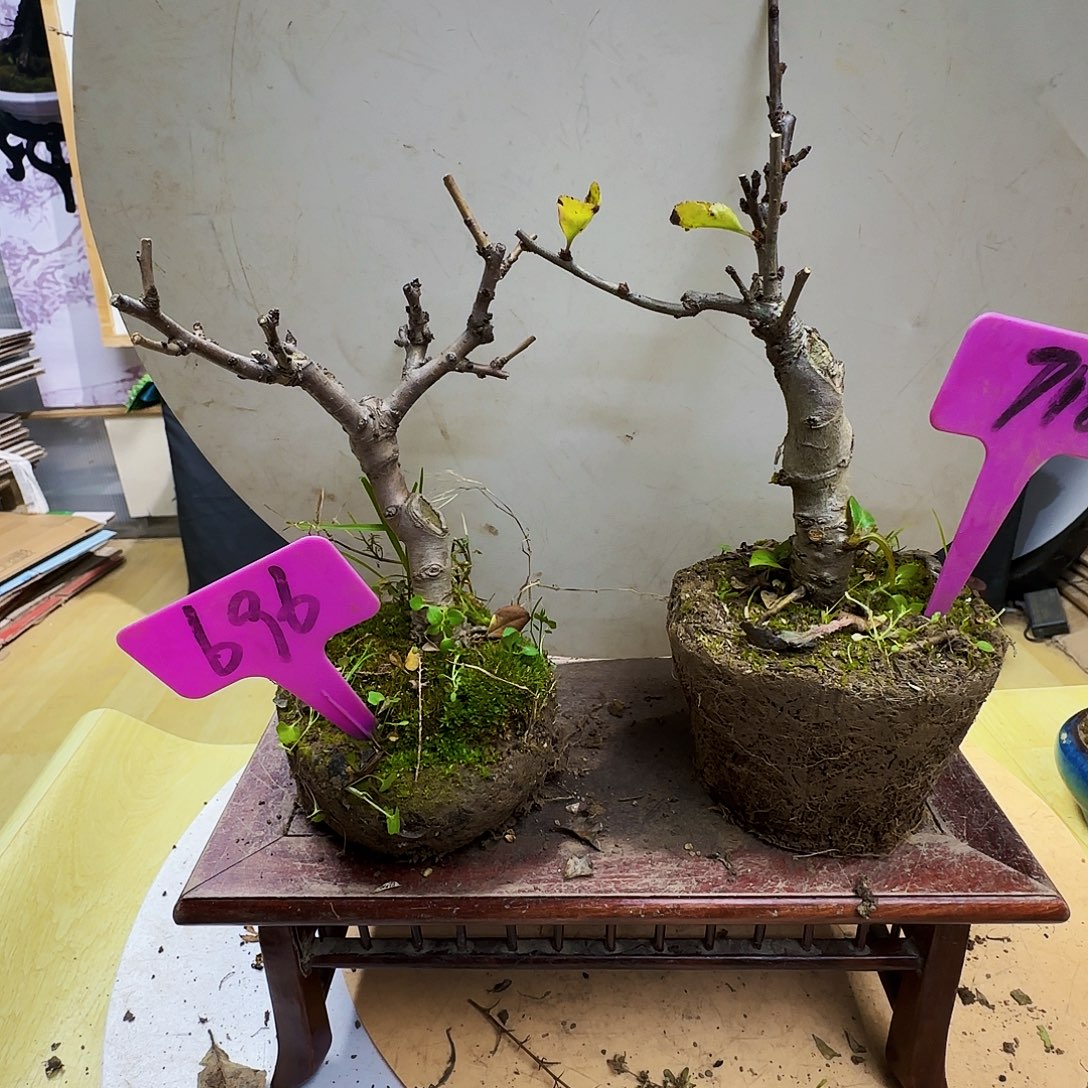 用***6无花朵海棠都包邮