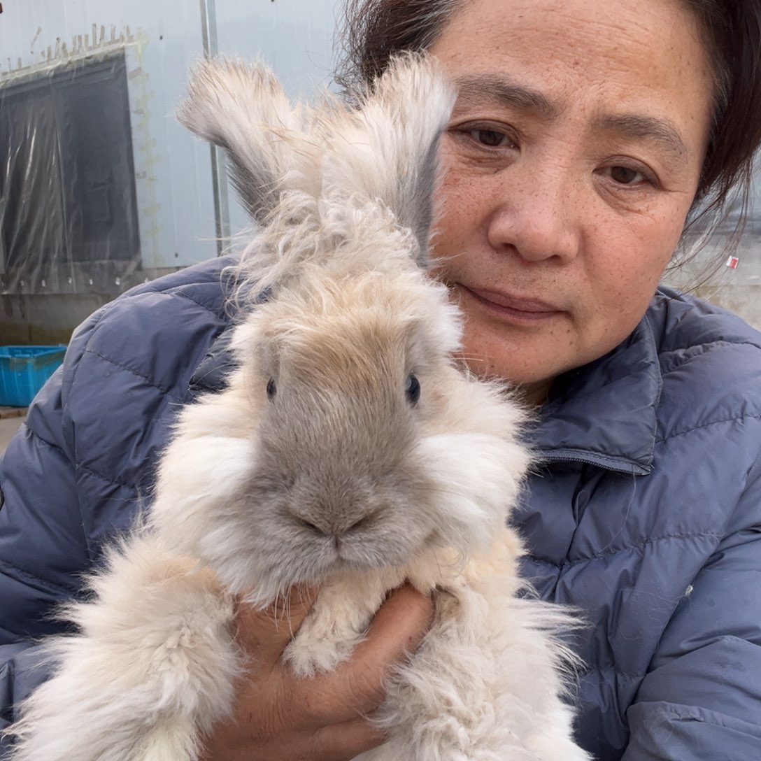 宠物兔英系安哥拉兔