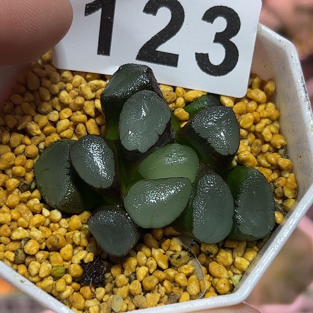 紫镜万象锦十二卷多肉