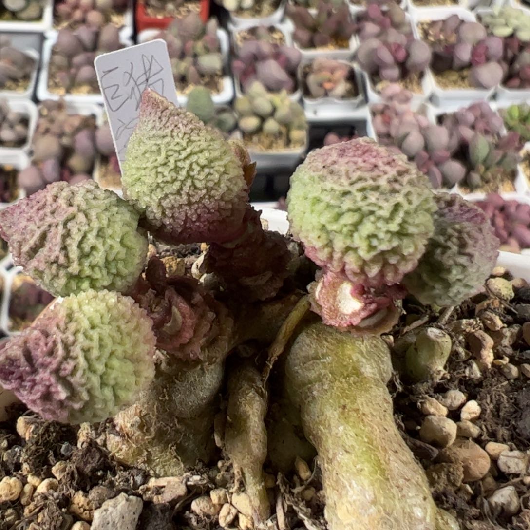 巨猪宝多头纯木质桩多肉植物