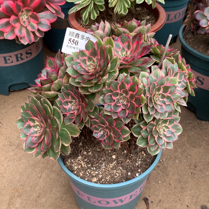 550莲花座多肉植物特价