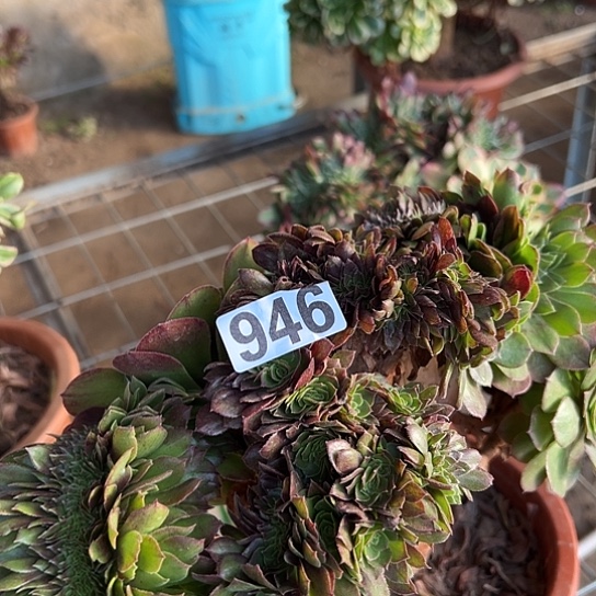 M***m多肉植物一个万追946
