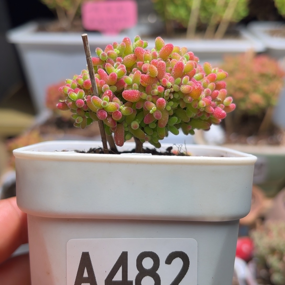 闪购商品蜜橘A482