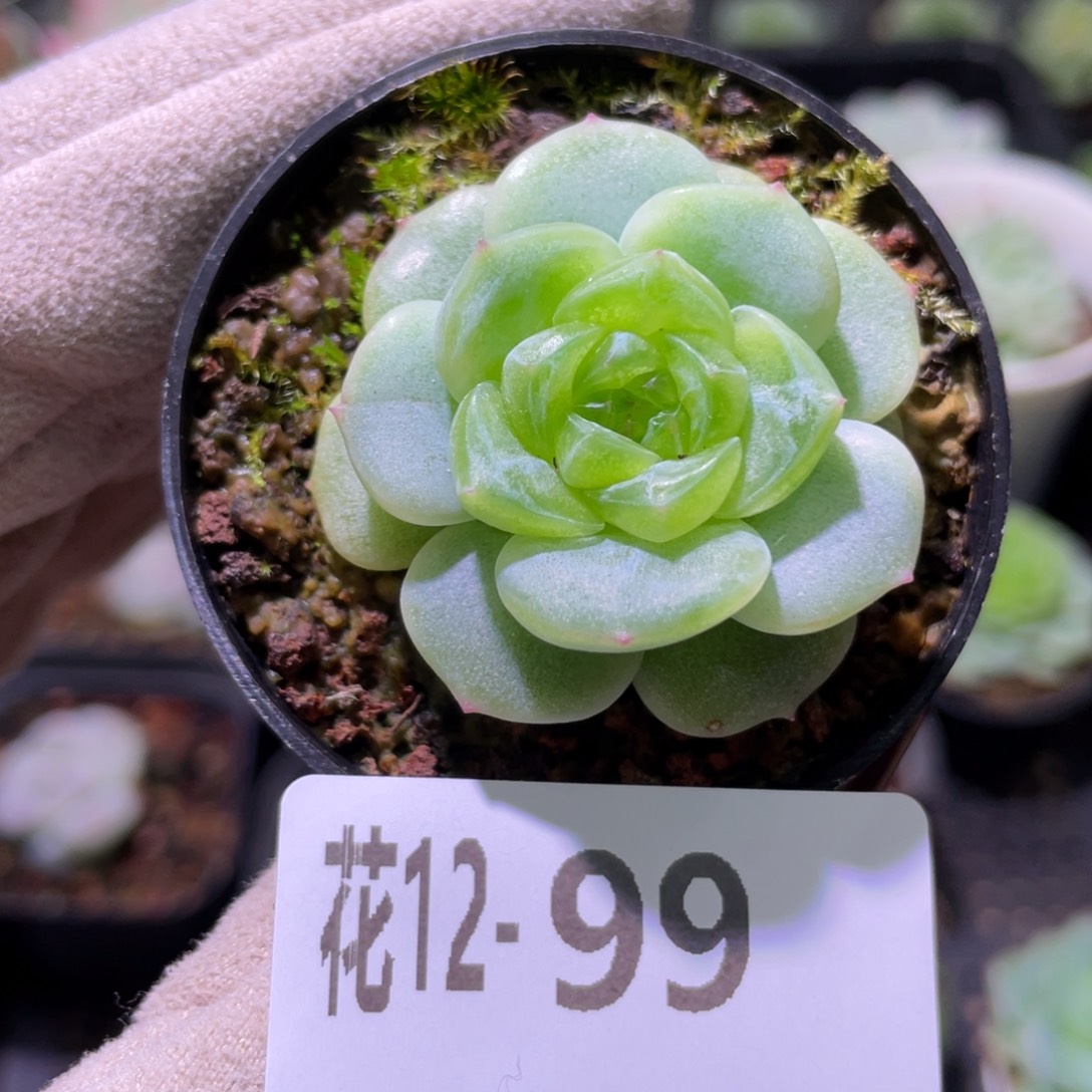 花利美12-99新品单头