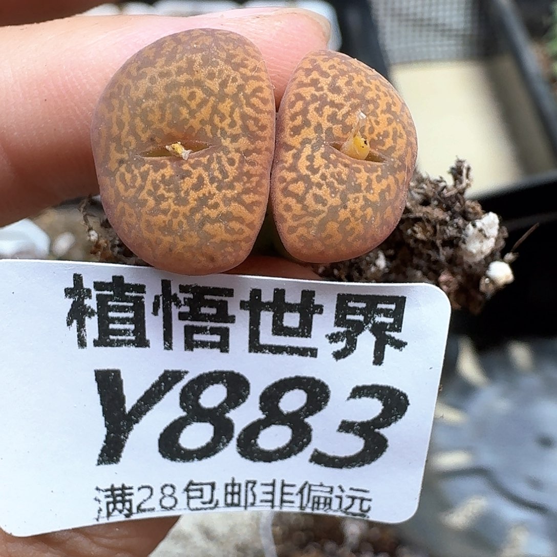 多肉植物的日子去df