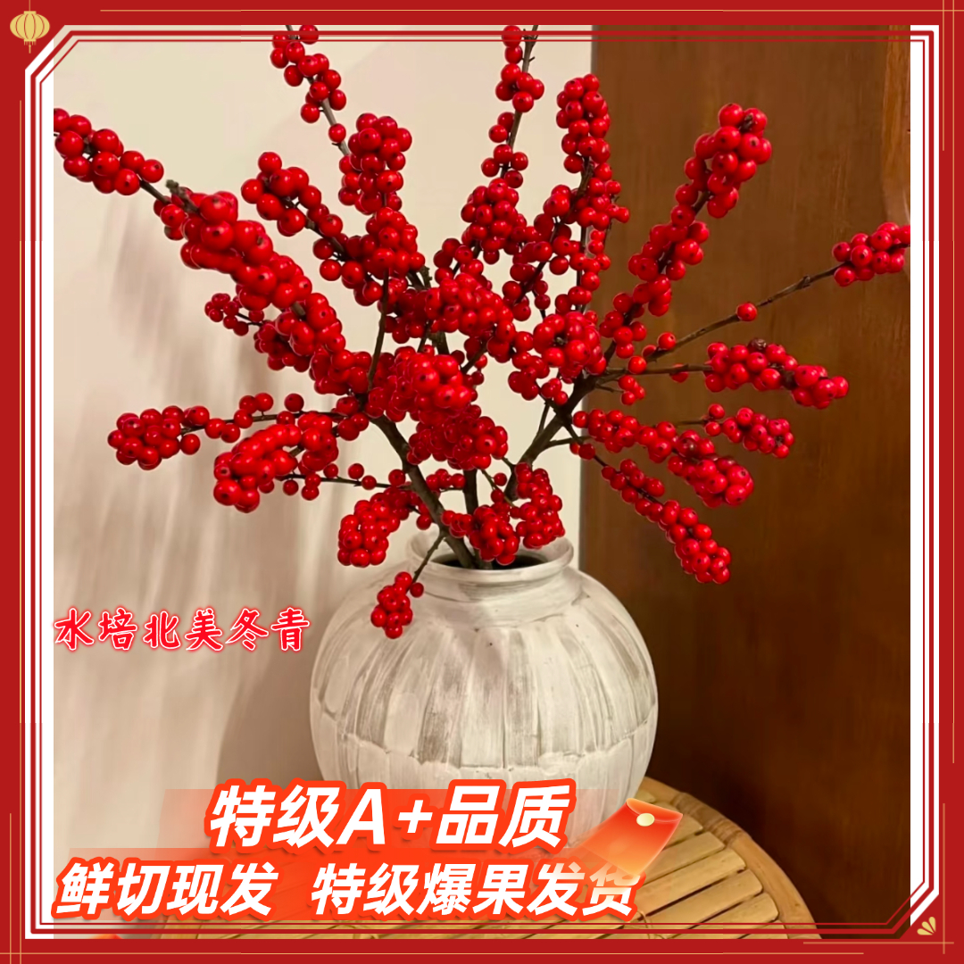 精品北美冬青鲜切花水培年宵花红果喜庆适合室内装饰