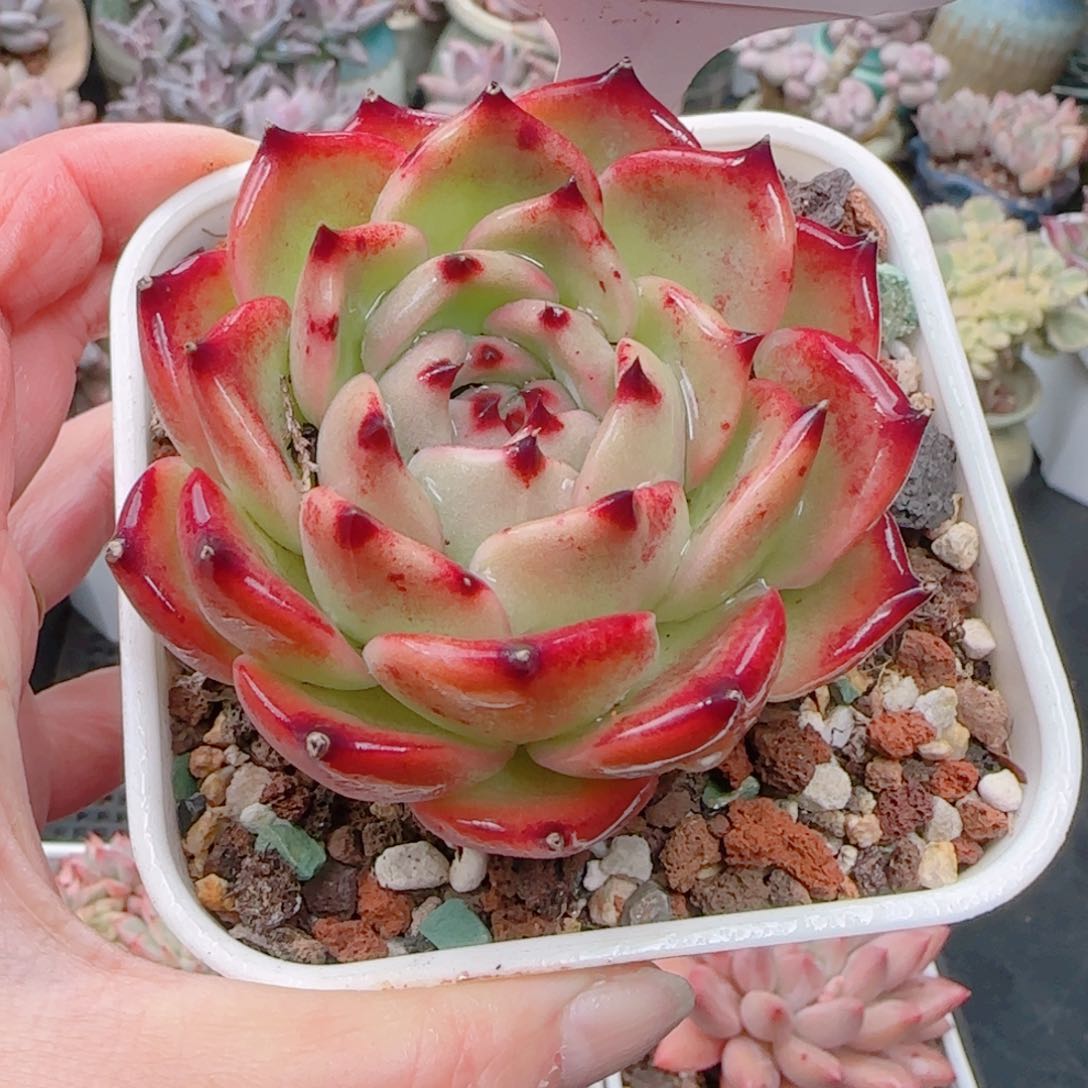 多肉植物7504……………..