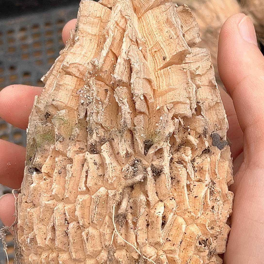 潮流植物龟甲罗魔5折