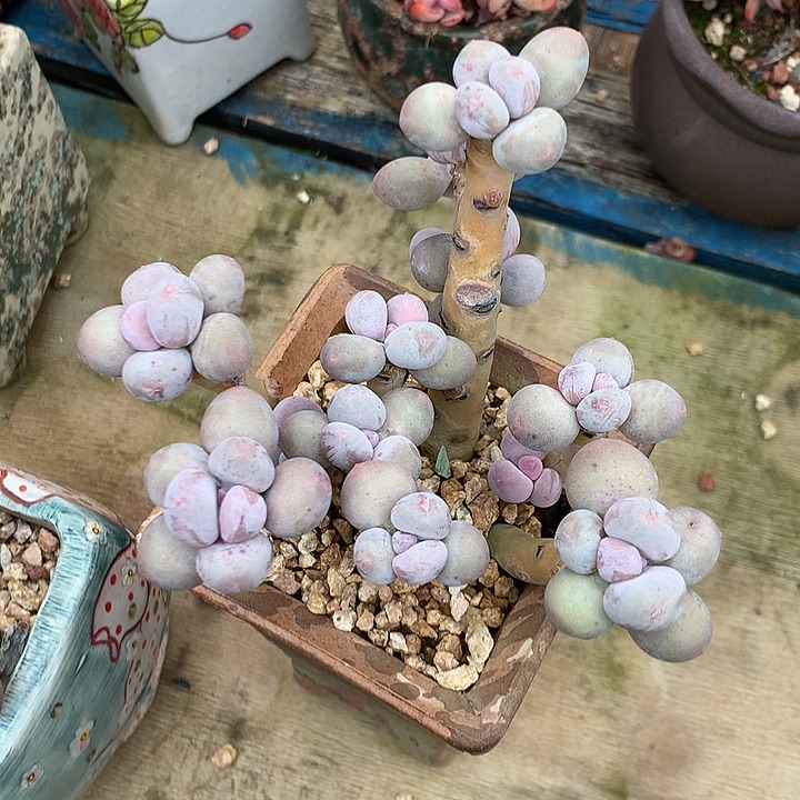 吖***姐发挥地方会更好好方法宏宏发宏宏规定