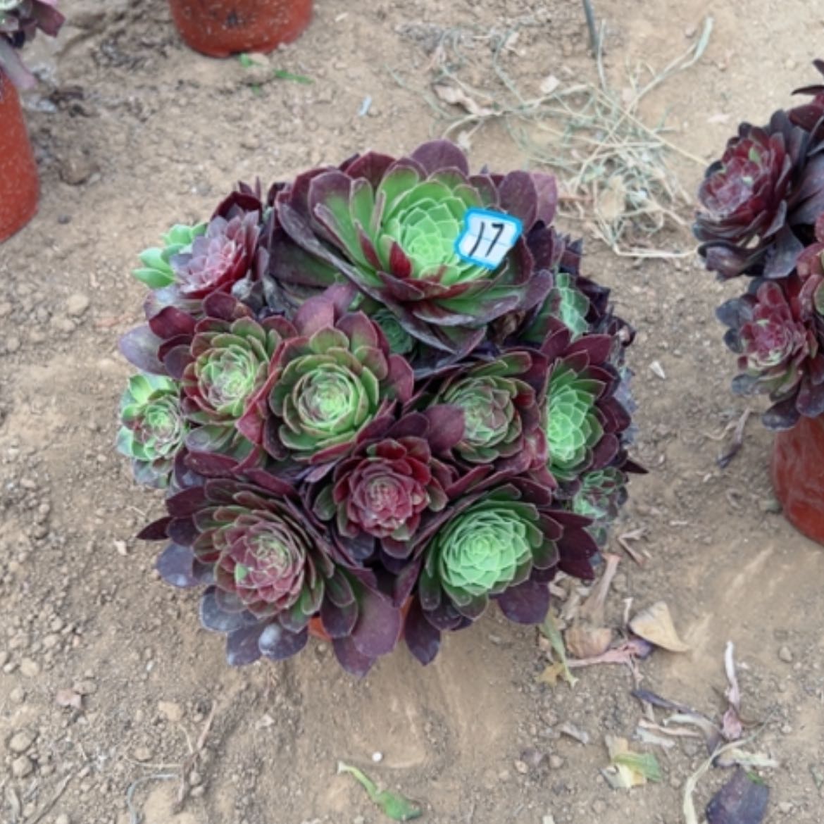 【闪购商品】多肉植物花月夜17