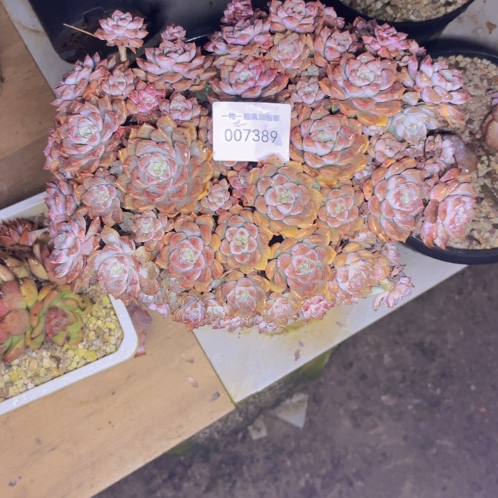 光***狂多肉一物一拍7389