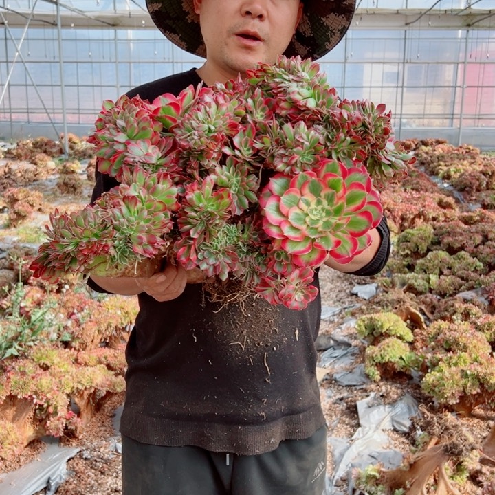 超大女郎7号多肉法师