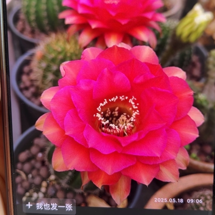 仙人球侧芽歪姬牡丹