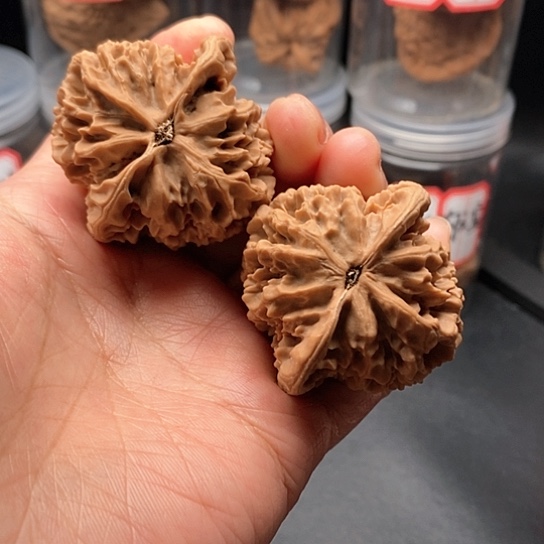 文玩核桃把件帝王