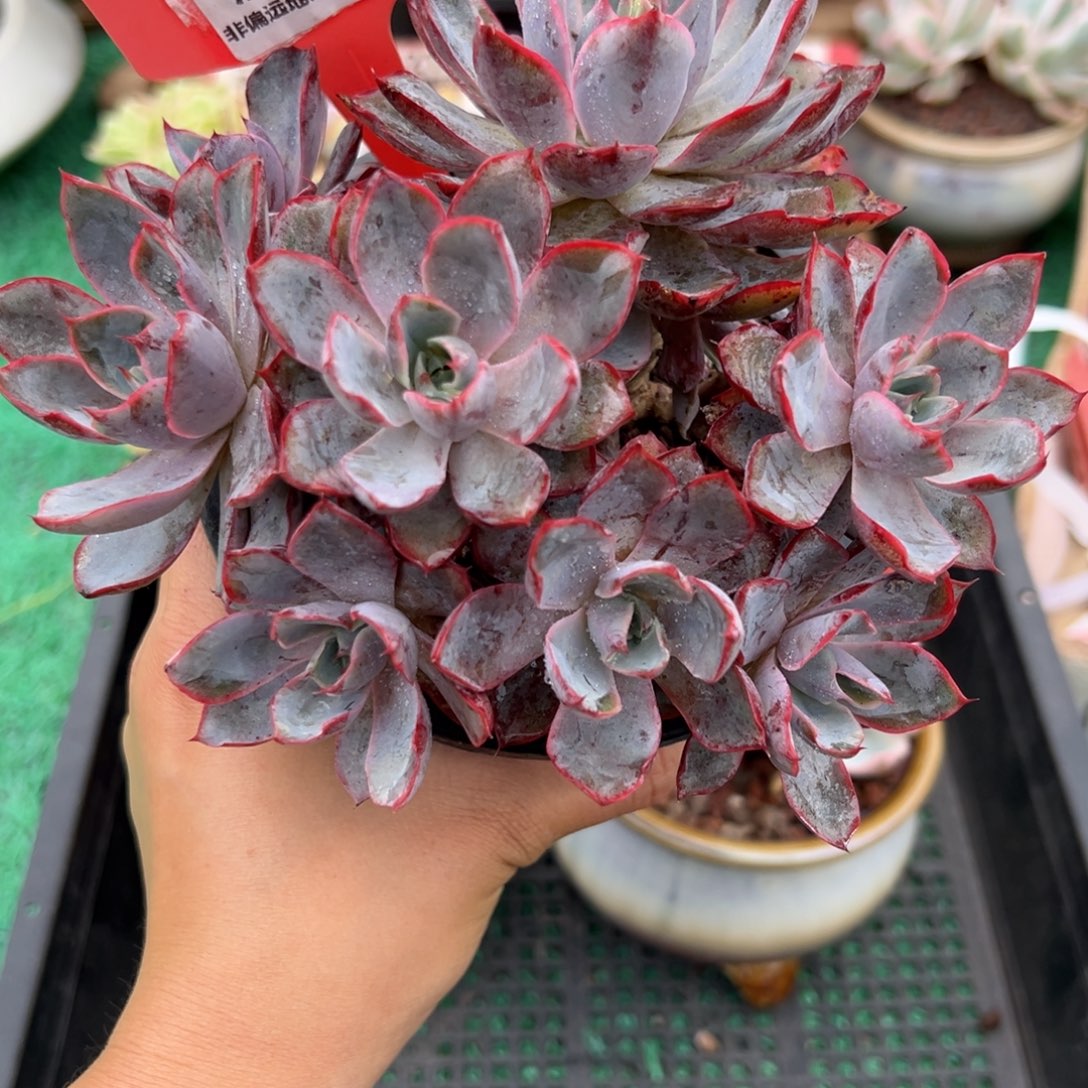 表妹精品多肉2217.