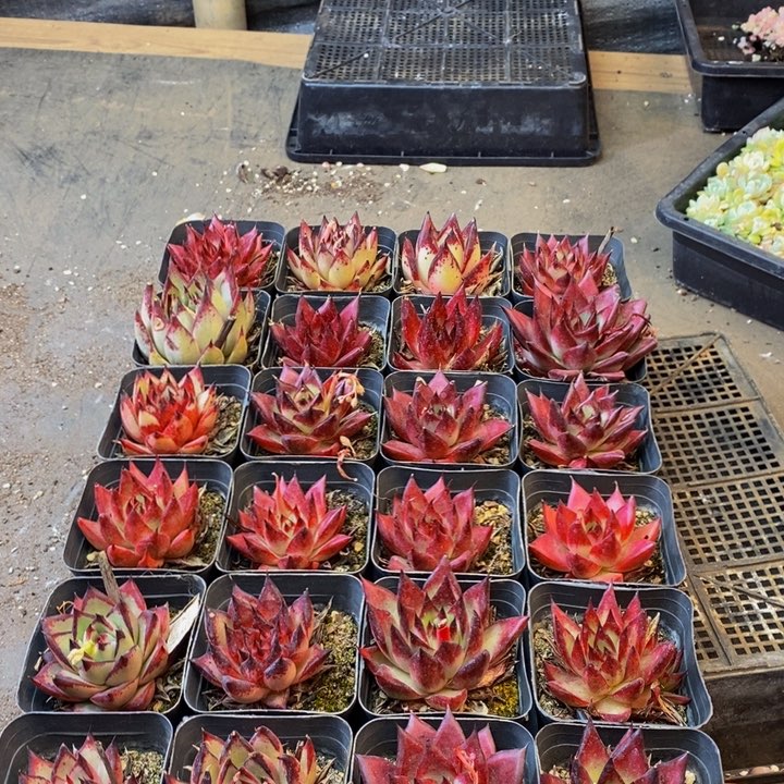 098色可供选择，我在