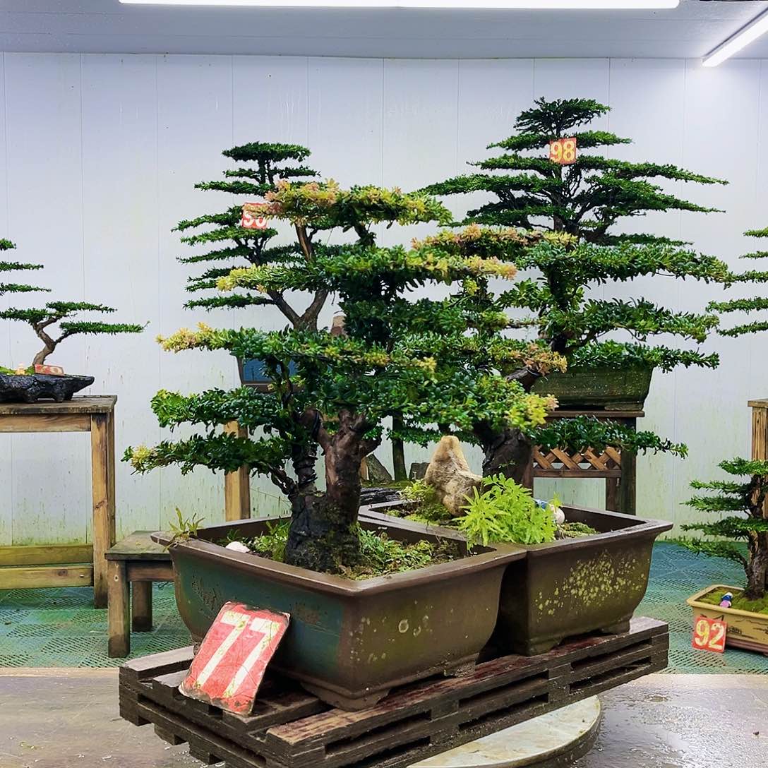 完全开放罗汉松盆景艺术