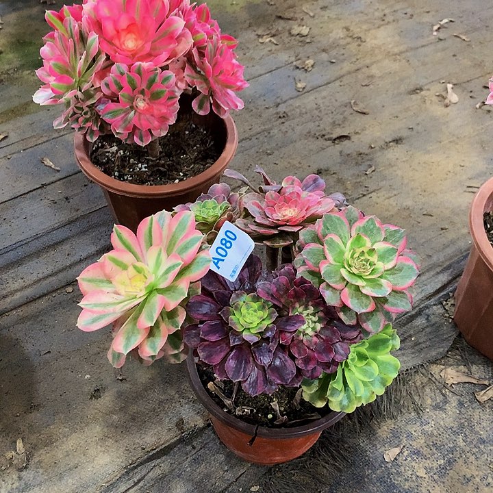 婵*多肉丛林嫁接080