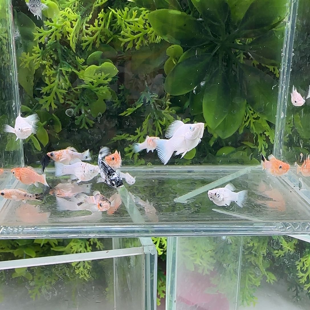 孔雀鱼钻石玛丽13剩下全送