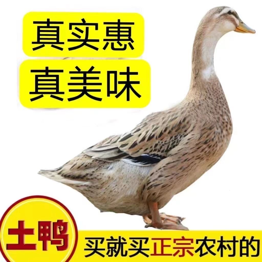 共发三只买两只送一只农村散养土麻鸭自然生长五谷喂养宰杀无掌翅