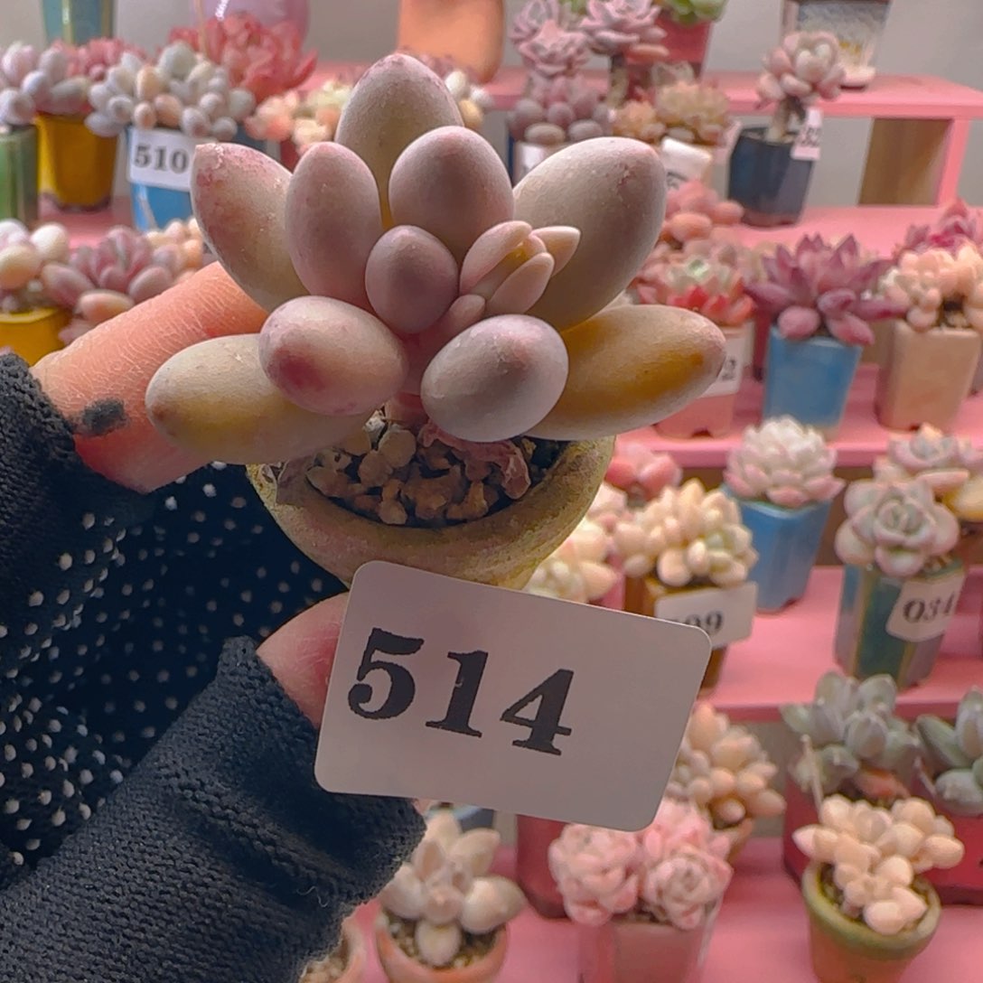 汤圆514 ，带盆土发货，满38包邮非偏远。