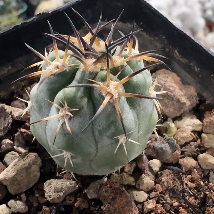 阿寒玉实生仙人球