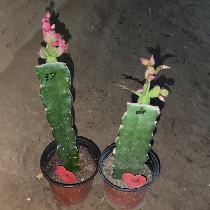 用***8当前无花栽培后可以开花037  133  068  422