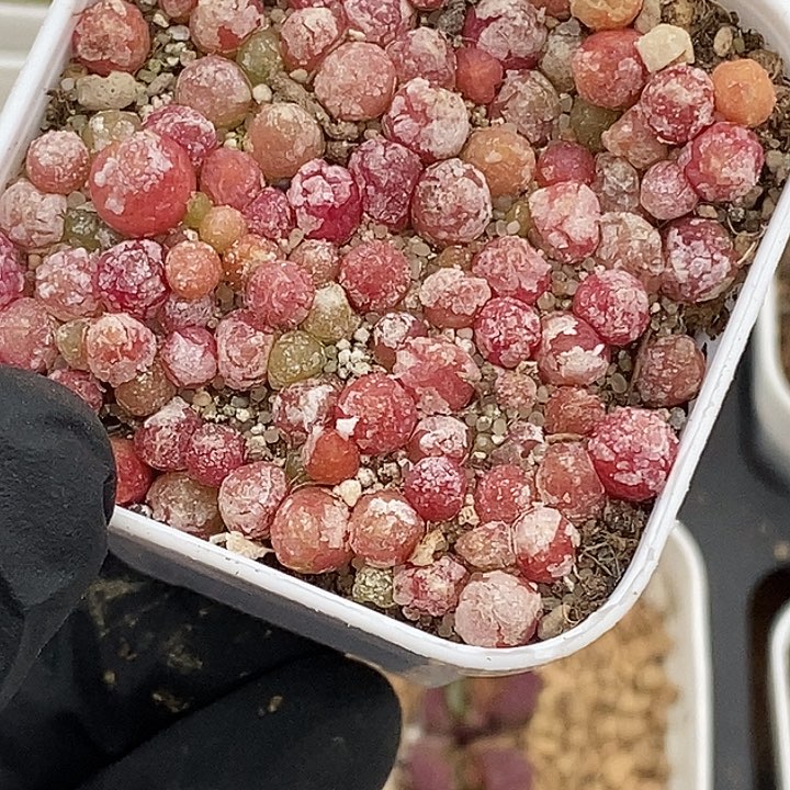 桃喜花园0305-33灯泡