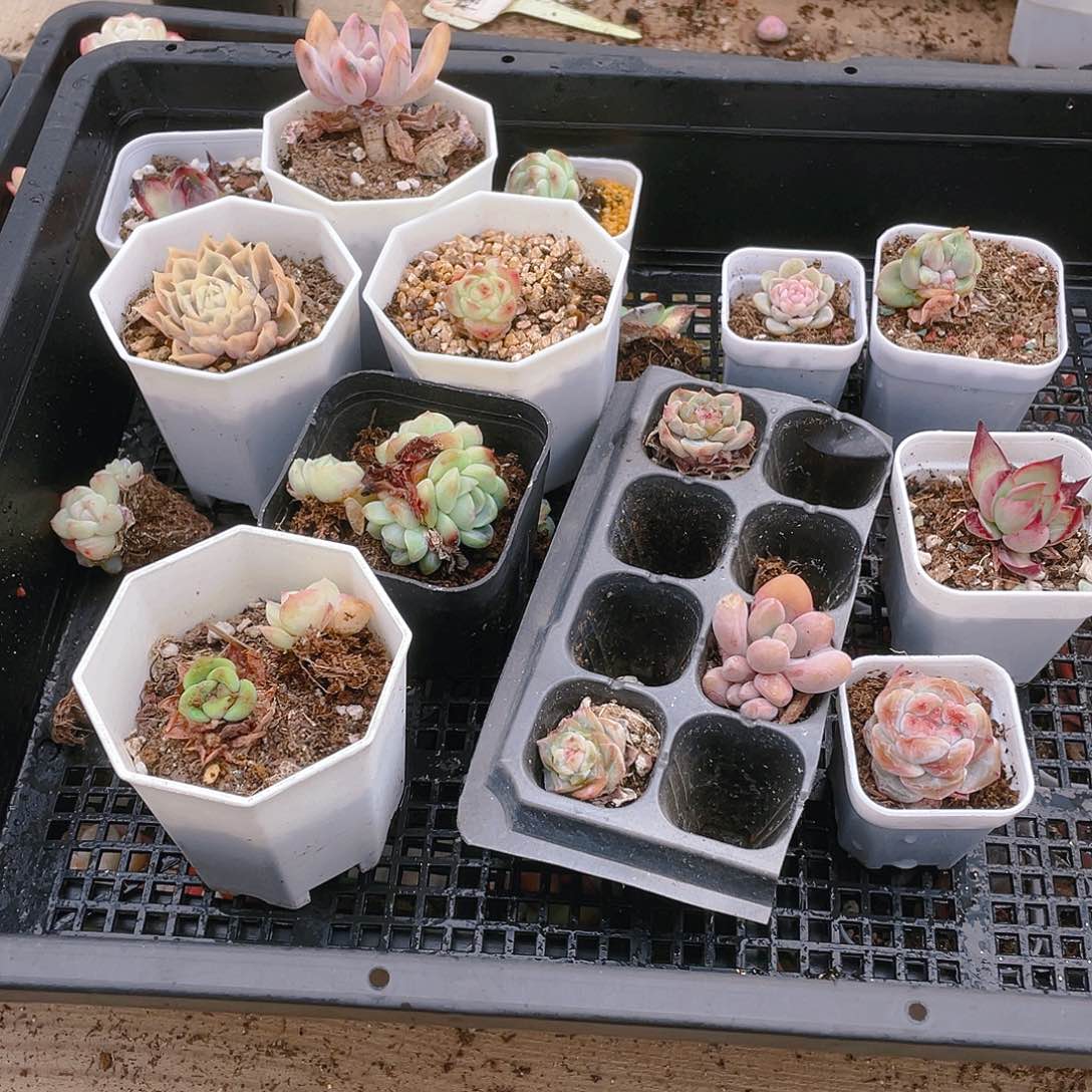 8 号一框盆一个满25包邮