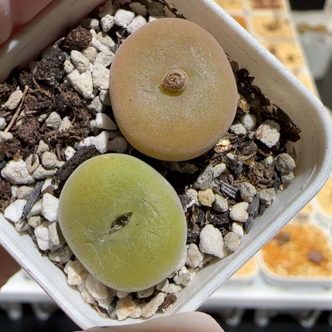 肉锥多肉植物百科30-空卡佛1206