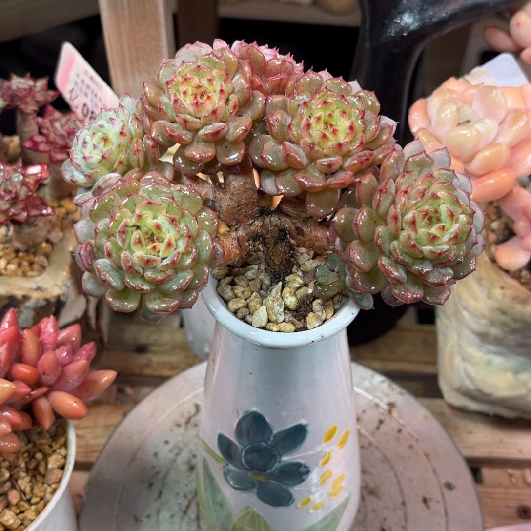 x***z白胖子朵朵缀多肉植物duduhe