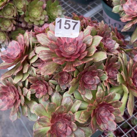 157红丝绒25厘米左右