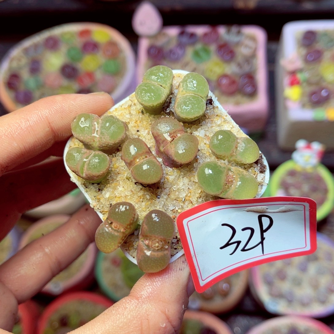 329脱土发不带盆发货