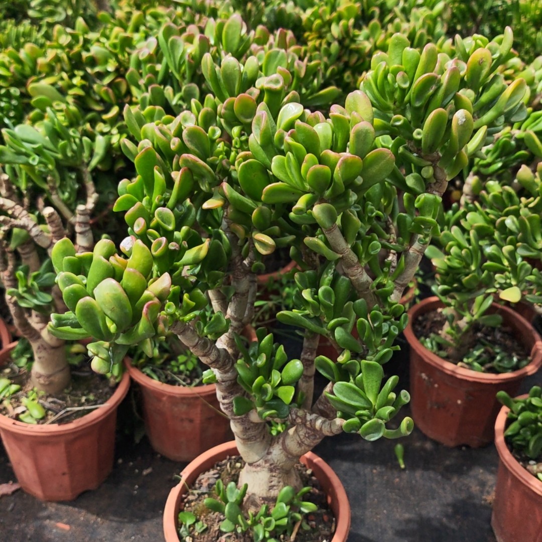 玉树盆栽老桩马蹄多肉植物室内阳台净化空气观赏绿植