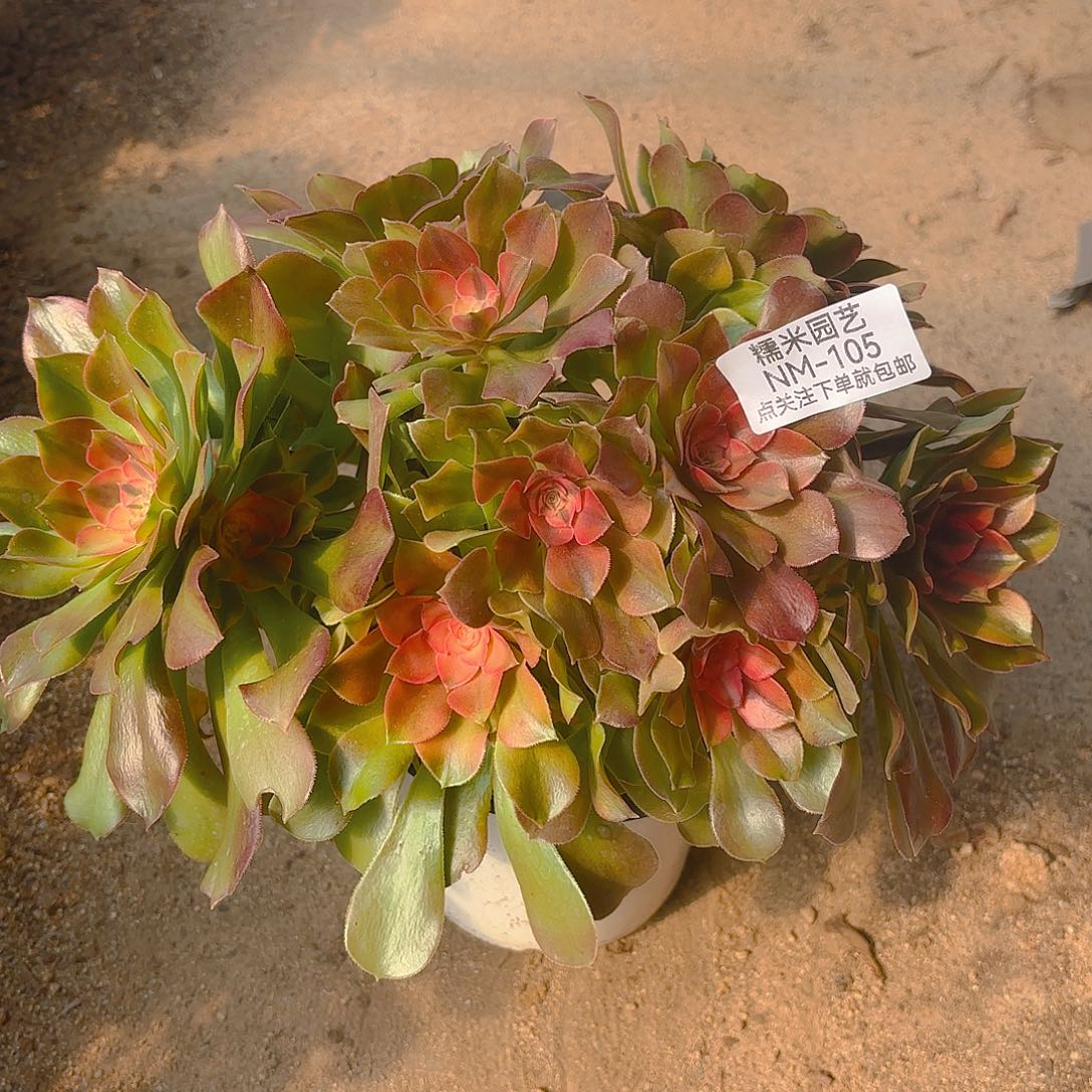 雅典娜老庄多肉植物105