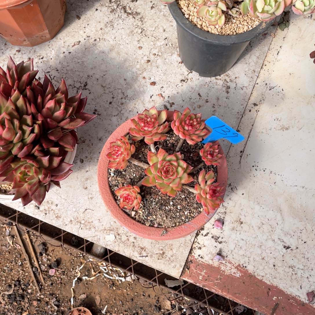 A*I139荷花仙子多肉