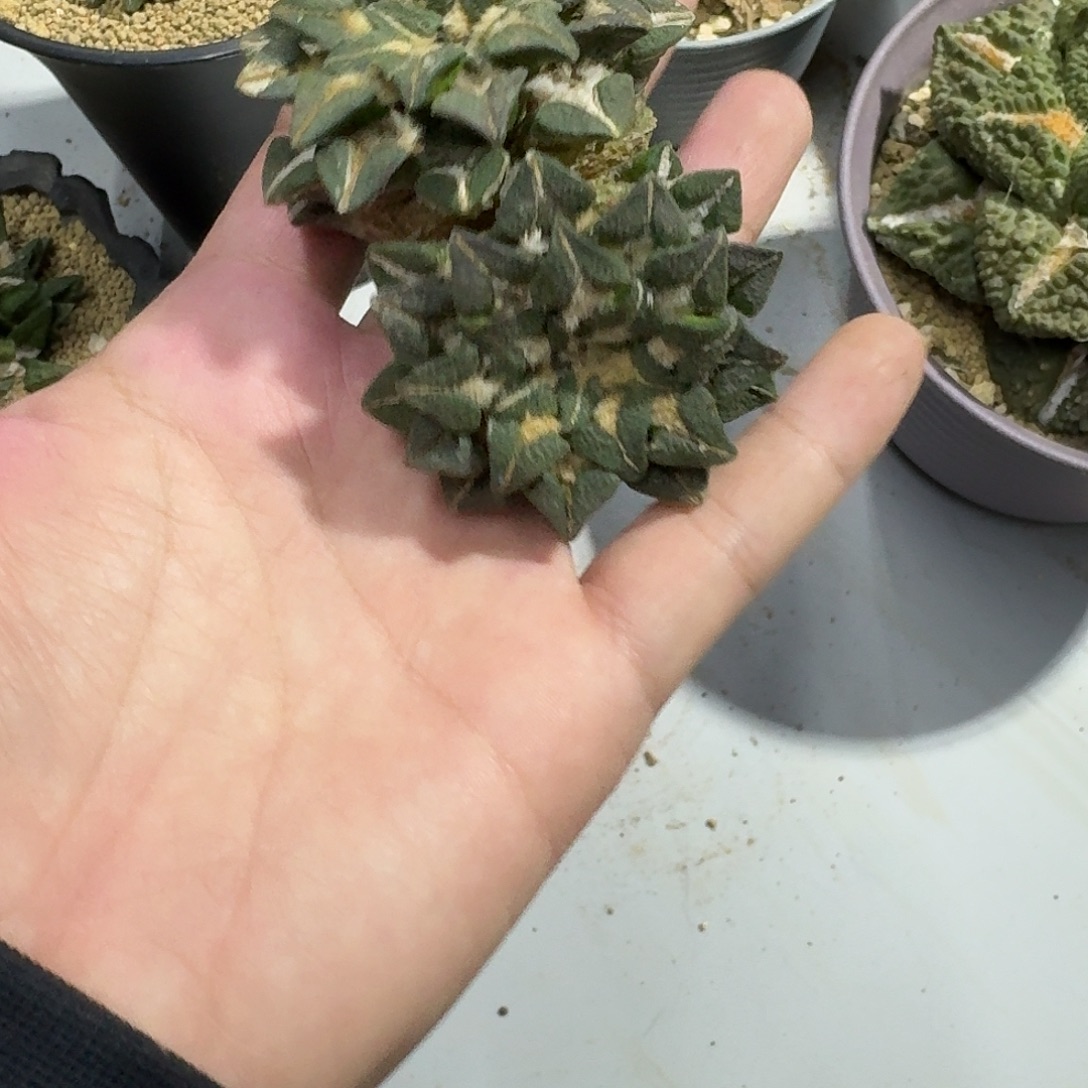 一物一拍所见即所得