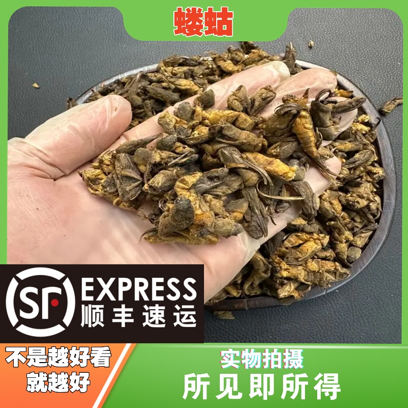 蝼蛄成都中药材批发别名：蝼蝈、天蝼、蝚、蟪姑、蝼窒、蟓蛉