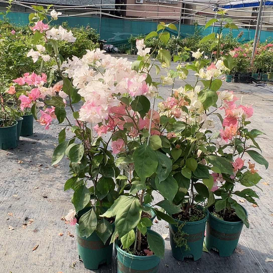 当前无花栽培后可以开花橙口红一棵