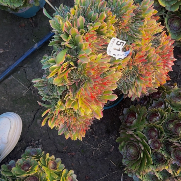 女神花29-39包邮花花